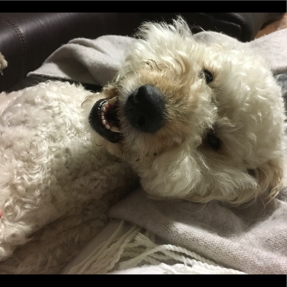 Meet your Posher, Hayley - Picture 3 of 3